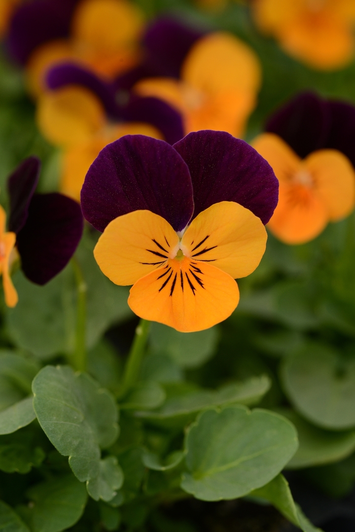 Sorbet® 'Orange Jump Up' - Viola cornuta (Pansy) from Milmont Greenhouses
