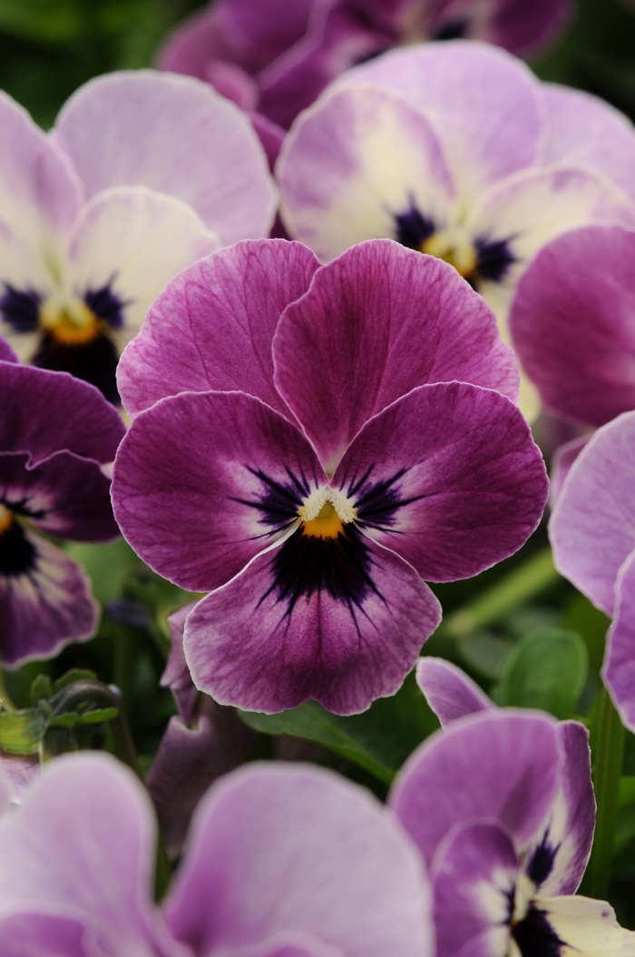Sorbet® XP 'Raspberry' - Viola cornuta from Milmont Greenhouses