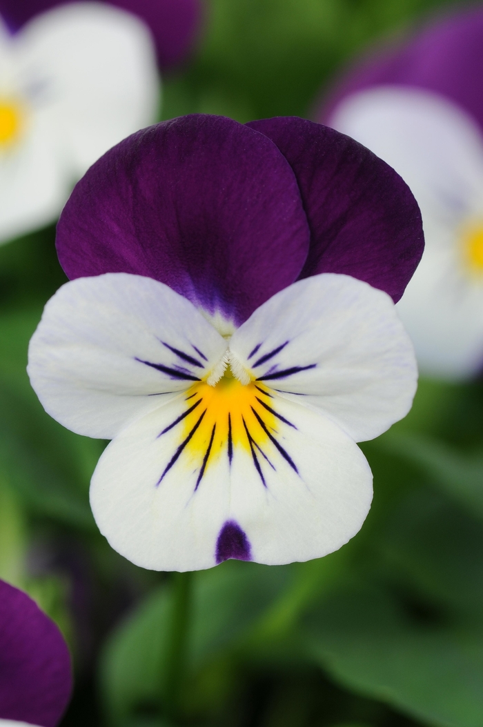 Sorbet® XP 'White Jump Up' - Viola cornuta from Milmont Greenhouses