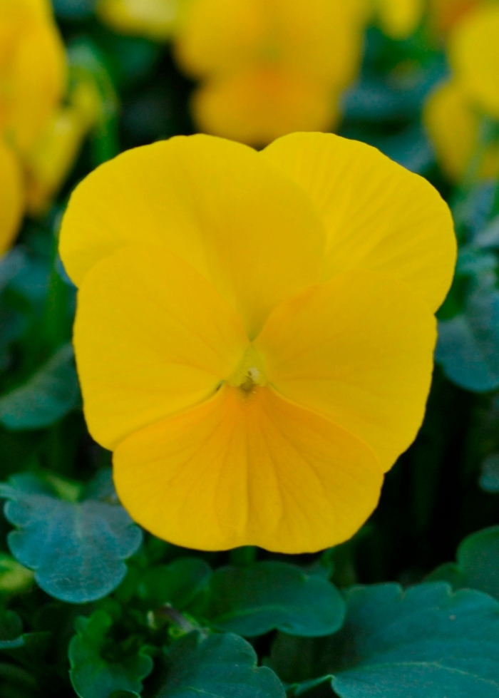 Sorbet® XP 'Yellow' - Viola cornuta from Milmont Greenhouses Sorbet® XP 'Yellow' - Viola cornuta from Milmont Greenhouses
