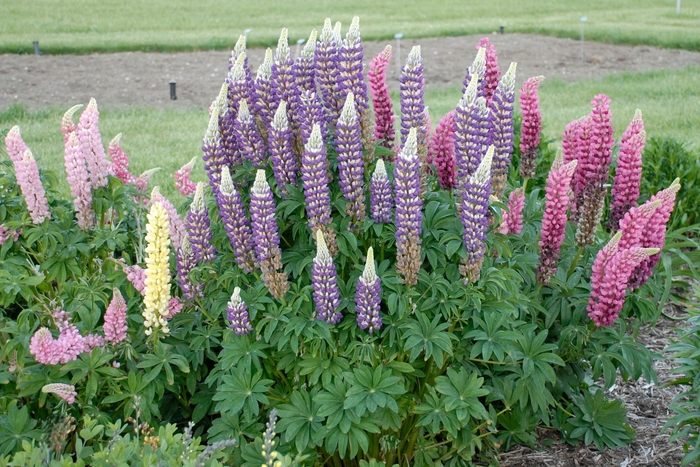 'Tutti Frutti&trade; Mix' Lupine - Lupinus from Milmont Greenhouses