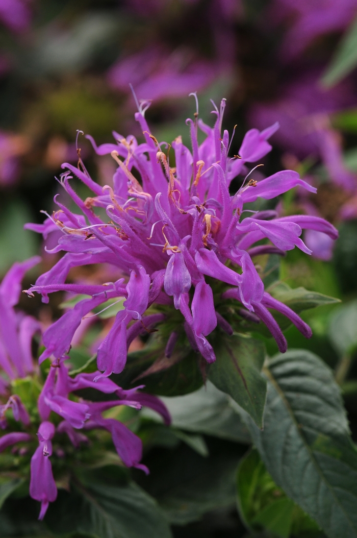 Balmy&trade; 'Lilac' - Monarda didyma (Bee Balm) from Milmont Greenhouses