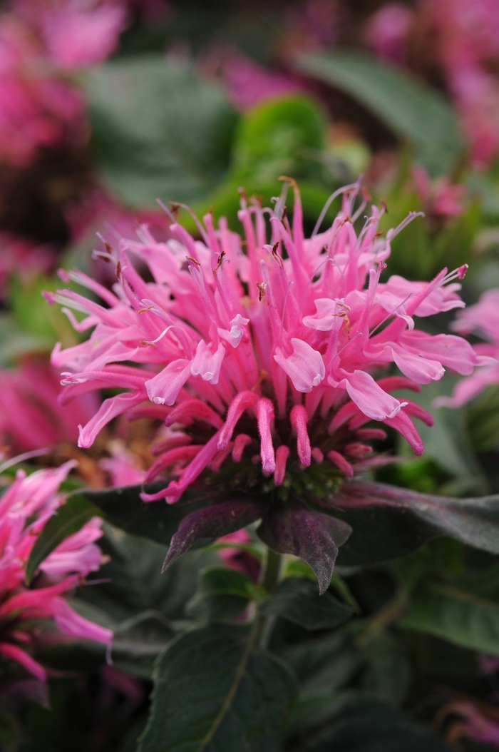 Balmy&trade; 'Pink' - Monarda didyma (Bee Balm) from Milmont Greenhouses