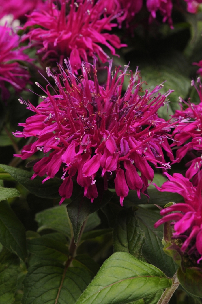 Balmy&trade; 'Purple' - Monarda didyma (Bee Balm) from Milmont Greenhouses