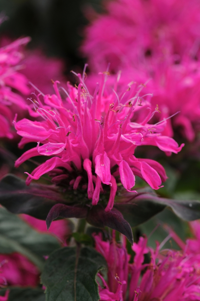 Balmy&trade; Rose - Monarda didyma (Bee Balm) from Milmont Greenhouses