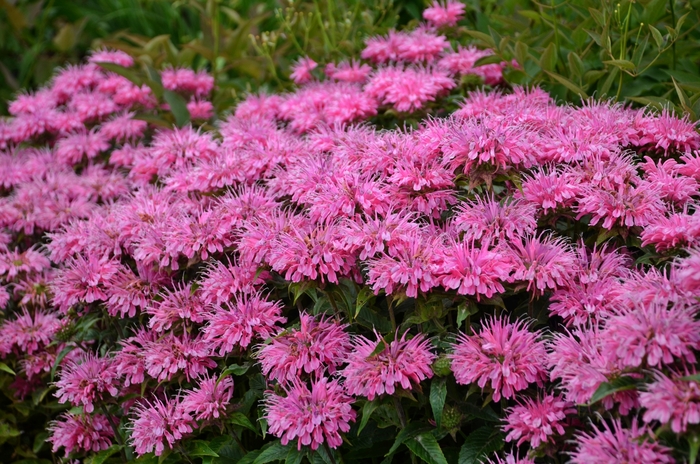 Sugar Buzz® Bubblegum Blast - Monarda didyma 'Bubblegum Blast' (Bee Balm, Bergamot) from Milmont Greenhouses