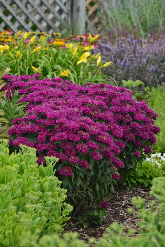 Sugar Buzz® Grape Gumball - Monarda didyma 'Grape Gumball' (Bee Balm, Bergamot) from Milmont Greenhouses