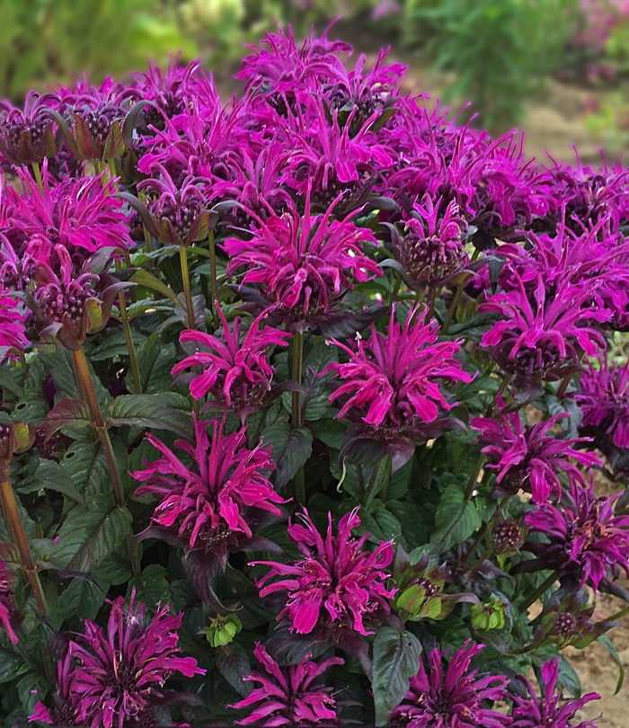 Sugar Buzz® Rockin' Raspberry - Monarda didyma 'Rockin' Raspberry' (Bee Balm, Bergamot) from Milmont Greenhouses Sugar Buzz® Rockin' Raspberry - Monarda didyma 'Rockin' Raspberry' (Bee Balm, Bergamot) from Milmont Greenhouses