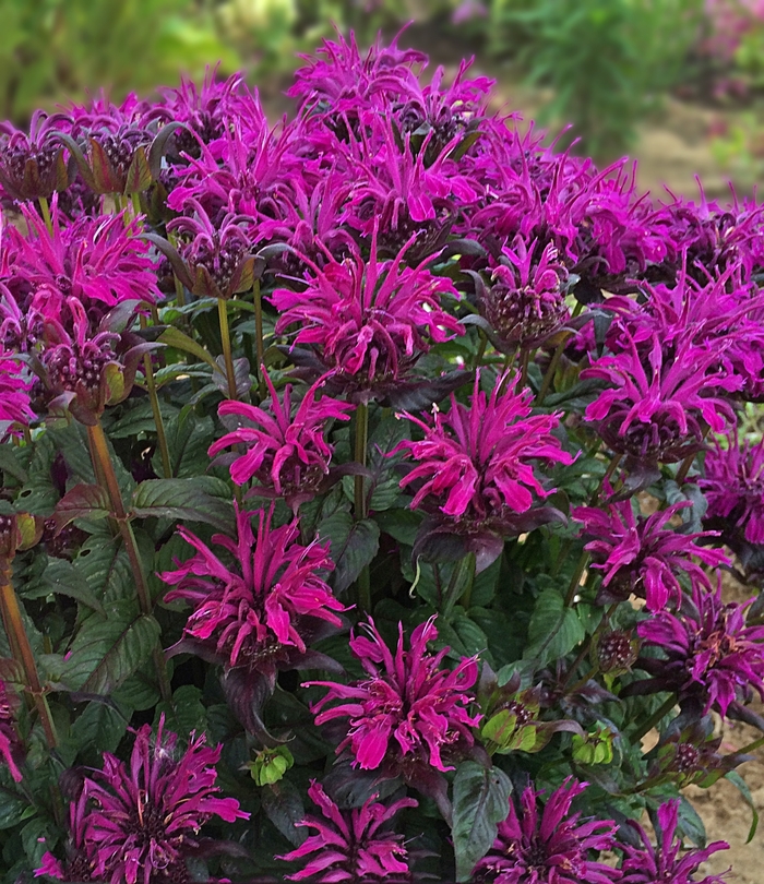 Sugar Buzz® Rockin' Raspberry - Monarda didyma 'Rockin' Raspberry' (Bee Balm, Bergamot) from Milmont Greenhouses