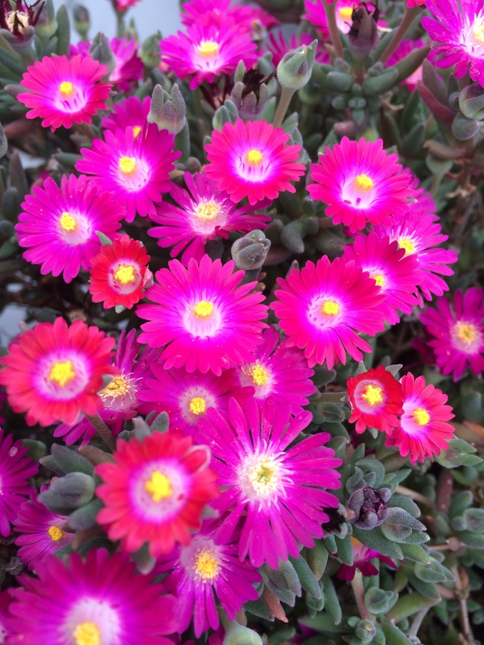 Jewel of Desert Amethyst - Delosperma 'Amethyst' DSAM13-1 PP27013 (Ice Plant) from Milmont Greenhouses