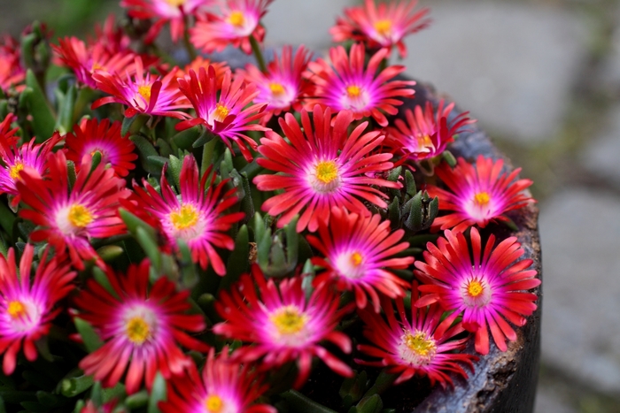 Jewel of Desert Garnet - Delosperma 'Garnet' PP23471 (Ice Plant) from Milmont Greenhouses Jewel of Desert Garnet - Delosperma 'Garnet' PP23471 (Ice Plant) from Milmont Greenhouses