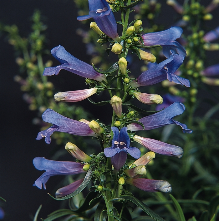 Electric Blue Beardtongue - Penstemon heterophyllus 'Electric Blue' (Beardtongue) from Milmont Greenhouses Electric Blue Beardtongue - Penstemon heterophyllus 'Electric Blue' (Beardtongue) from Milmont Greenhouses
