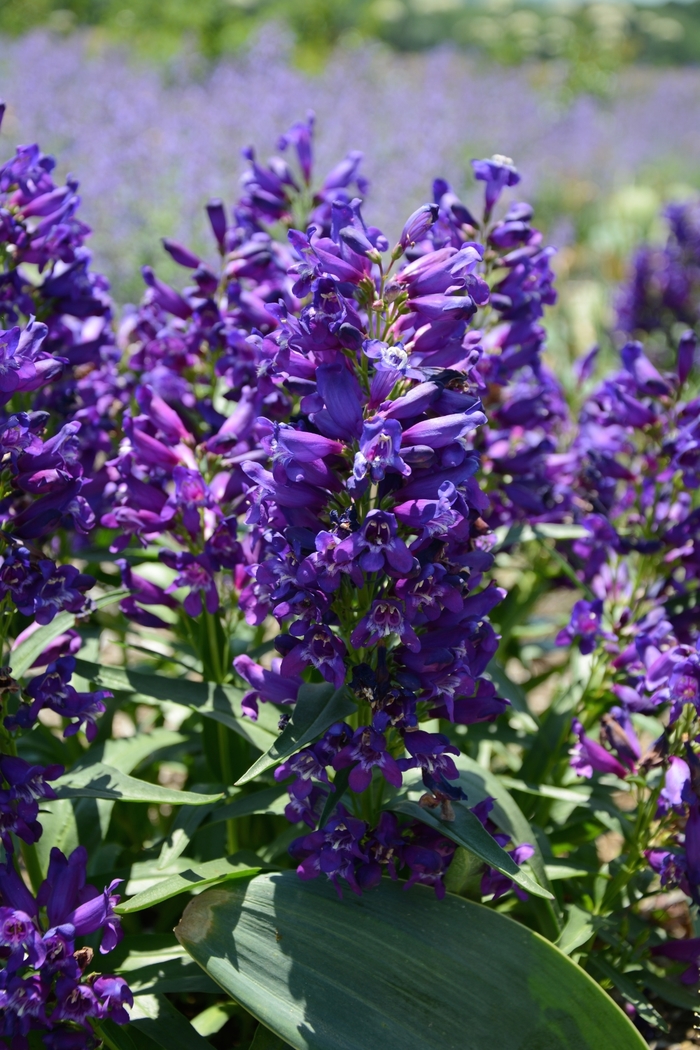 Rock Candy&reg; Purple - Penstemon from Milmont Greenhouses