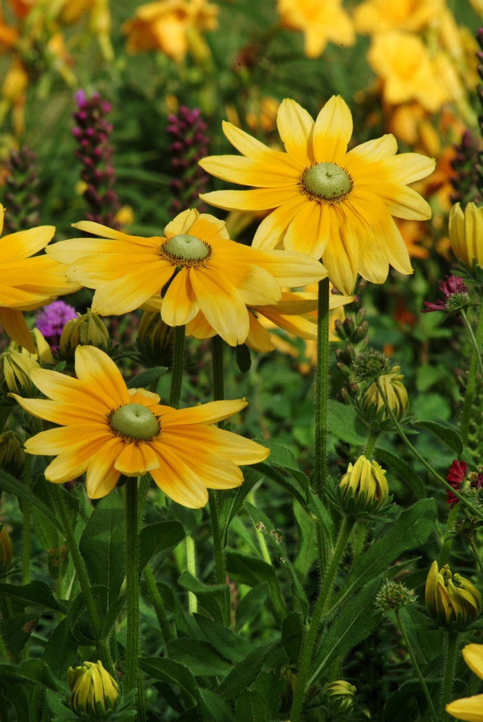 Irish Eyes Black-eyed Susan - Rudbeckia hirta 'Irish Eyes' (Black-eyed Susan) from Milmont Greenhouses Irish Eyes Black-eyed Susan - Rudbeckia hirta 'Irish Eyes' (Black-eyed Susan) from Milmont Greenhouses