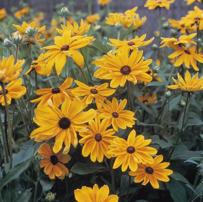 Indian Summer Black Eyed Susan - Rudbeckia hirta 'Indian Summer' (Black Eyed Susan) from Milmont Greenhouses Indian Summer Black Eyed Susan - Rudbeckia hirta 'Indian Summer' (Black Eyed Susan) from Milmont Greenhouses