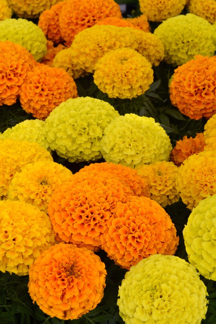 Taishan® 'Mix' - Tagetes erecta (African Marigold) from Milmont Greenhouses