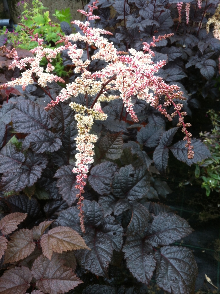 'Chocolate Shogun' - Astilbe from Milmont Greenhouses
