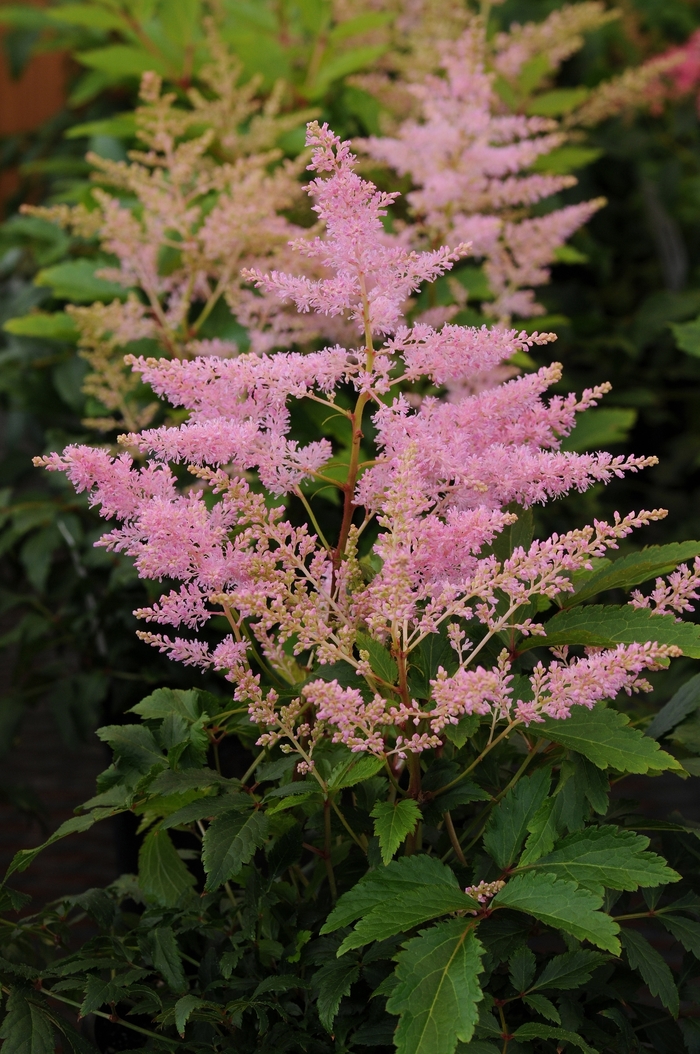 Younique&trade; Silvery Pink - Astilbe japonica (False Spirea) from Milmont Greenhouses