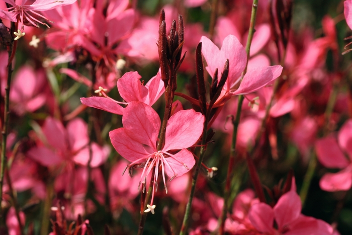 Belleza® Dark Pink - Gaura lindheimeri 'Dark Pink' KLEAU04263 CPBR2860 (Wand Flower) from Milmont Greenhouses Belleza® Dark Pink - Gaura lindheimeri 'Dark Pink' KLEAU04263 CPBR2860 (Wand Flower) from Milmont Greenhouses