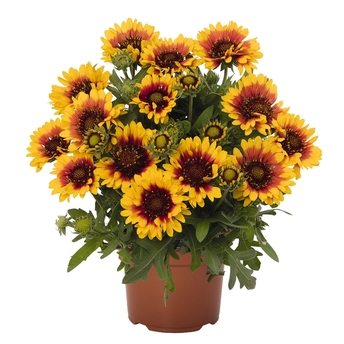 'SpinTop Red Starburst' Blanket Flower - Gaillardia aristata from Milmont Greenhouses