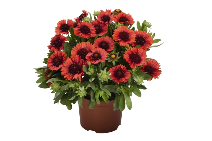 'SpinTop Red' Blanket Flower - Gaillardia aristata from Milmont Greenhouses