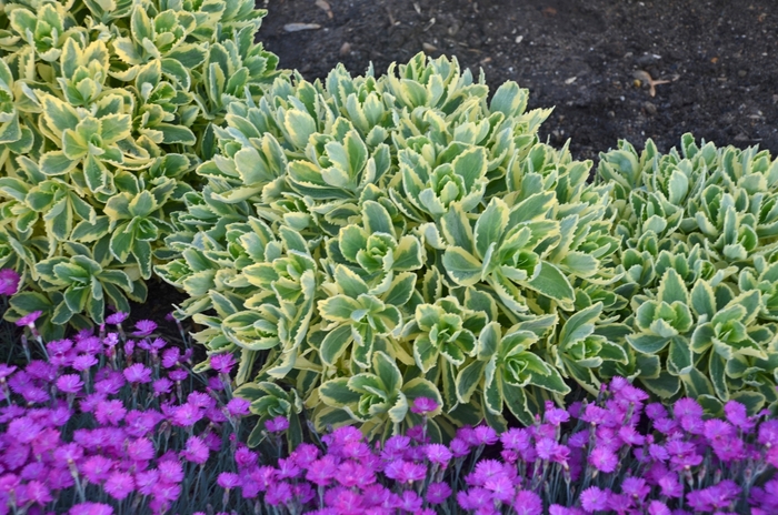 'Autumn Charm&trade;' Stonecrop - Sedum telephium from Milmont Greenhouses