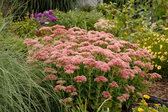 Autumn Fire Stonecrop - Sedum spectabile 'Autumn Fire' (Stonecrop) from Milmont Greenhouses