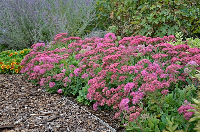 Carl Stonecrop - Sedum spectabile 'Carl' (Stonecrop) from Milmont Greenhouses