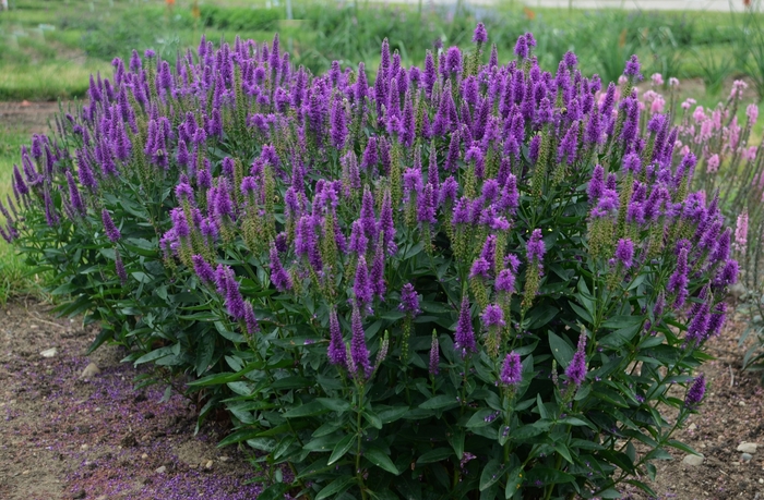 Very Van Gogh Speedwell - Veronica longifolia 'Very Van Gogh' PP27428 (Speedwell) from Milmont Greenhouses