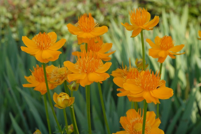 'Golden Queen' Globe Flower - Trollius chinensis from Milmont Greenhouses