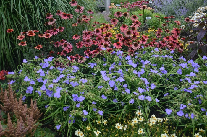 'Amethyst Kiss&trade;' Spiderwort - Tradescantia from Milmont Greenhouses