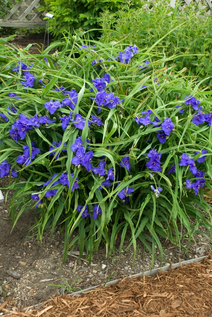 'Zwanenburg Blue' Spiderwort - Tradescantia andersonii from Milmont Greenhouses