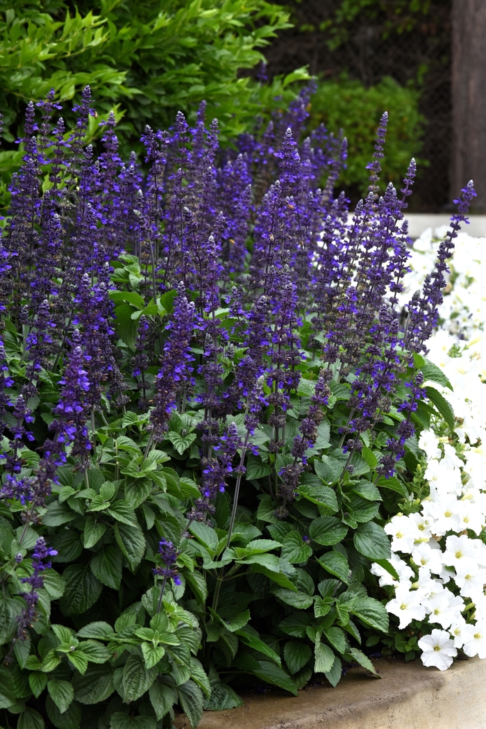 'Big Blue' Sage - Salvia longispicata x farinacea from Milmont Greenhouses