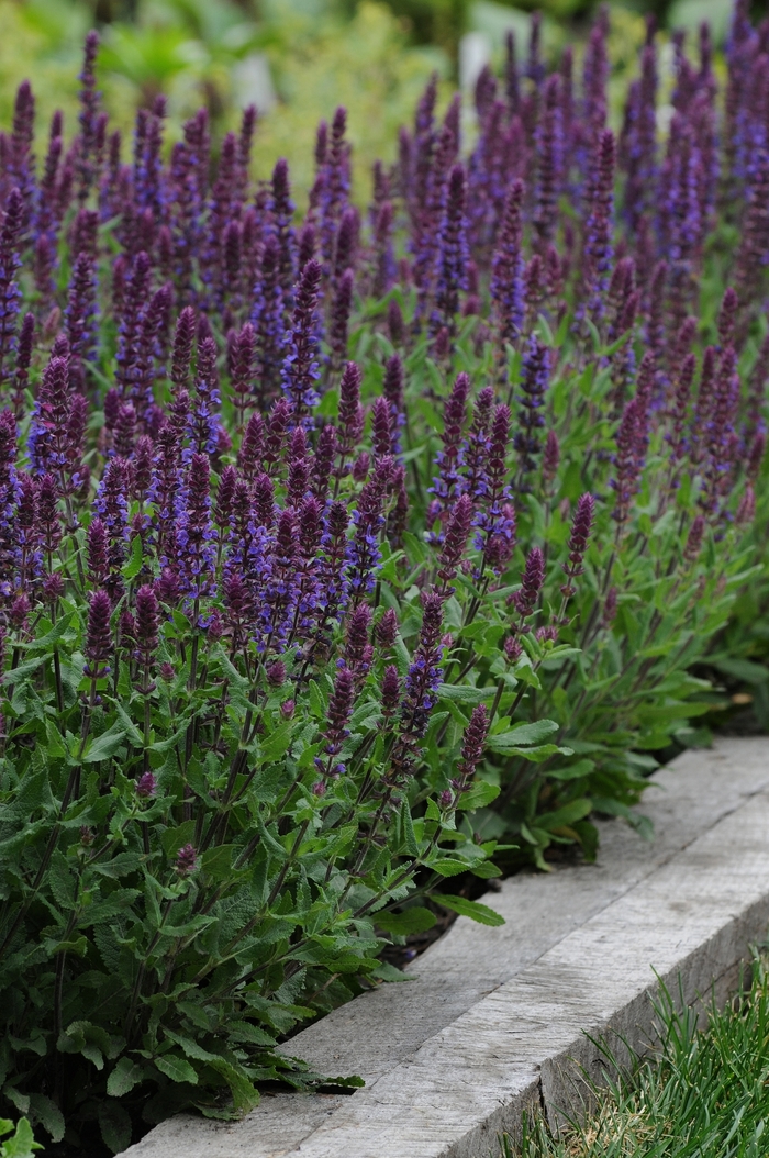 Lyrical&trade; 'Blues' - Salvia nemorosa (Meadow Sage) from Milmont Greenhouses