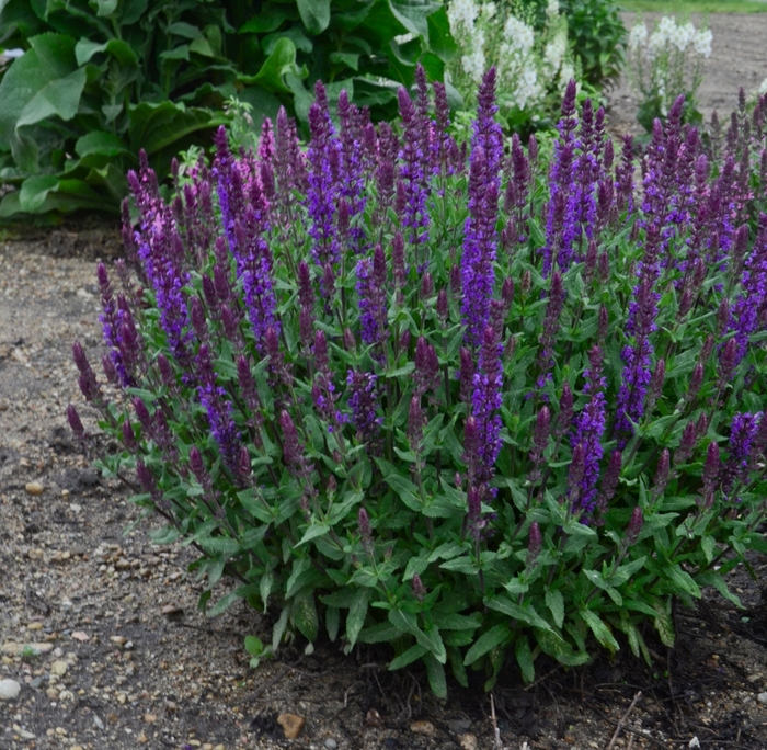 New Dimension Blue Meadow Sage - Salvia nemorosa 'New Dimension Blue' (Meadow Sage) from Milmont Greenhouses