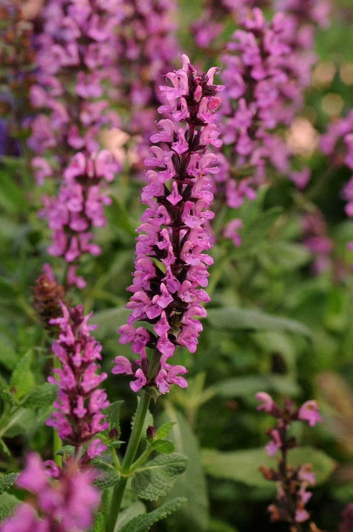 New Dimension Rose Meadow Sage - Salvia nemorosa 'New Dimension Rose' (Meadow Sage) from Milmont Greenhouses