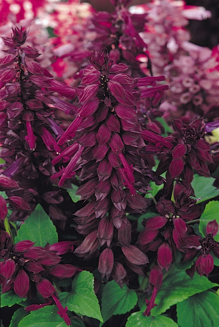 Vista&trade; 'Purple' - Salvia splendens from Milmont Greenhouses