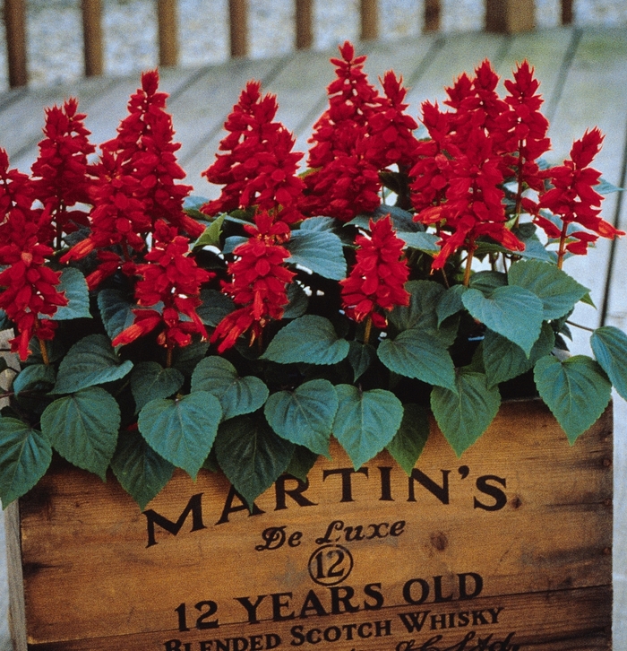 Vista&trade; 'Red' - Salvia splendens (Scarlet Sage) from Milmont Greenhouses