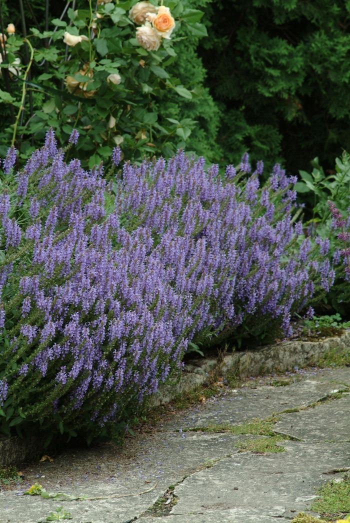 'Blue Hill' Meadow Sage - Salvia x sylvestris from Milmont Greenhouses
