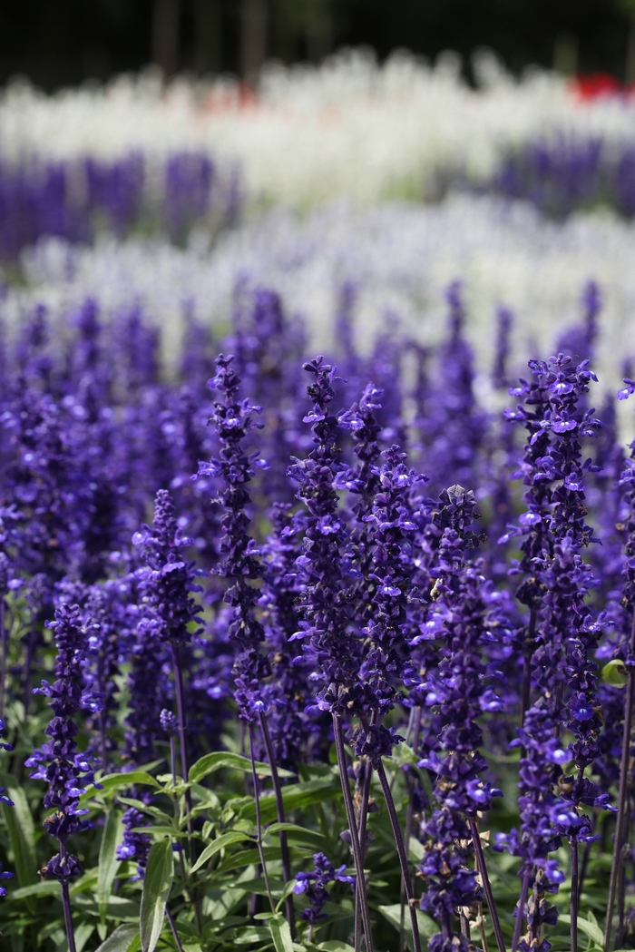 'Victoria Blue' Mealycup Sage - Salvia farinacea from Milmont Greenhouses