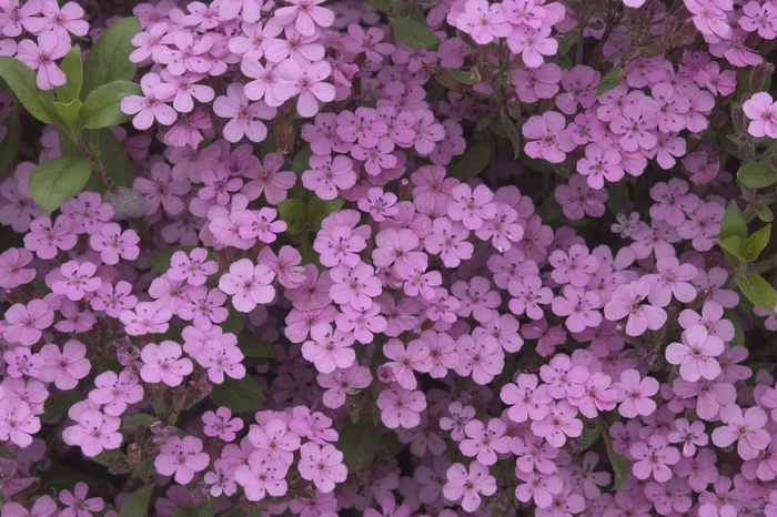 Soapwort - Saponaria ocymoides (Soapwort) from Milmont Greenhouses