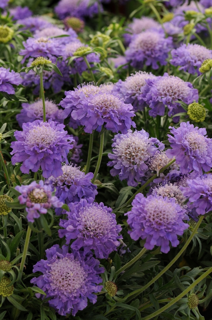 Blue Note Pincushion Flower - Scabiosa columbaria 'Blue Note' (Pincushion Flower) from Milmont Greenhouses Blue Note Pincushion Flower - Scabiosa columbaria 'Blue Note' (Pincushion Flower) from Milmont Greenhouses