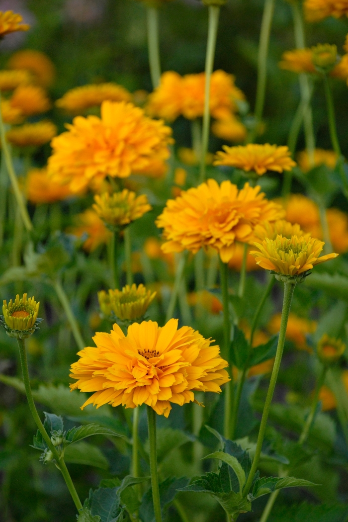 Summer Sun (Sommersonne) Oxeye - Heliopsis helianthoides var. scabra 'Summer Sun (Sommersonne)' (Oxeye) from Milmont Greenhouses