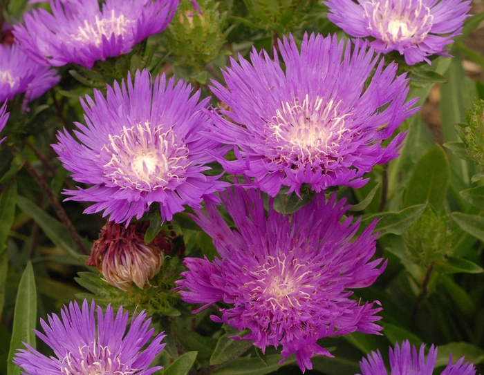 'Honeysong Purple' Stokes' Aster - Stokesia laevis from Milmont Greenhouses