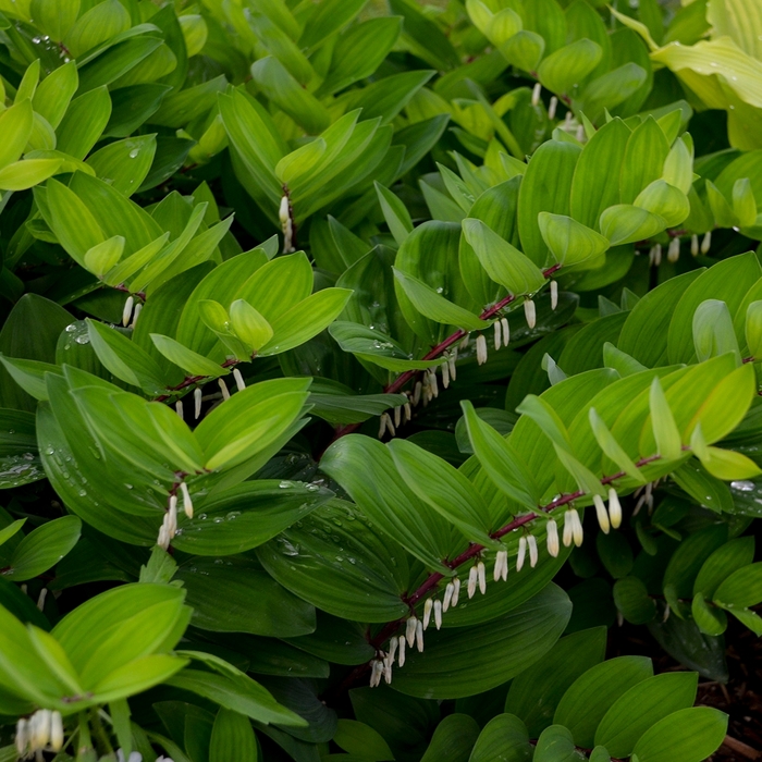 Ruby Slippers Solomon's Seal - Polygonatum odoratum 'Ruby Slippers' (Solomon's Seal) from Milmont Greenhouses