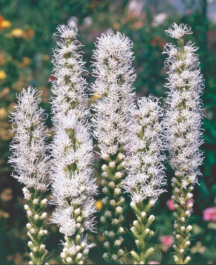 Alba Gayfeather - Liatris spicata 'Alba' (Gayfeather) from Milmont Greenhouses Alba Gayfeather - Liatris spicata 'Alba' (Gayfeather) from Milmont Greenhouses