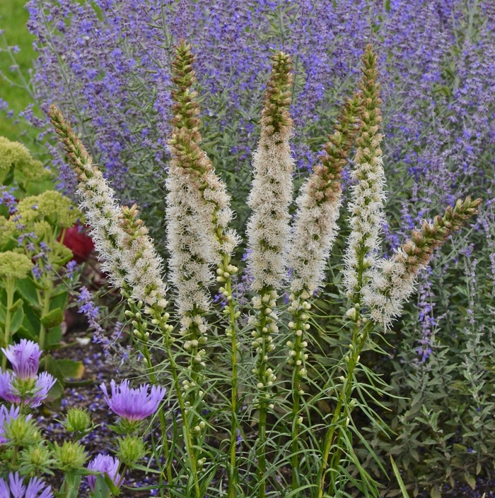 Floristan White Blazing Star - Liatris spicata 'Floristan White' (Blazing Star) from Milmont Greenhouses