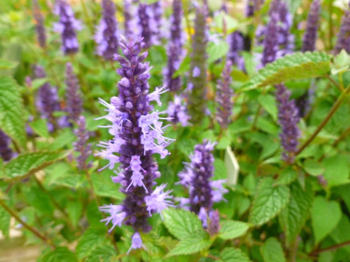 Little Adder Hummingbird Mint - Agastache rugosa 'Little Adder' (Hummingbird Mint) from Milmont Greenhouses