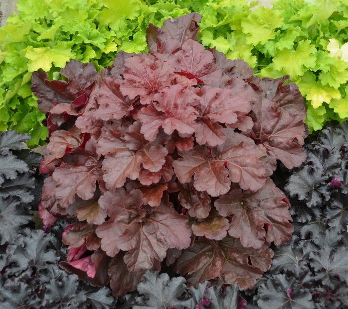 Primo® 'Mahogany Monster' - Heuchera PP31395, Can PBRAF from Milmont Greenhouses Primo® 'Mahogany Monster' - Heuchera PP31395, Can PBRAF from Milmont Greenhouses