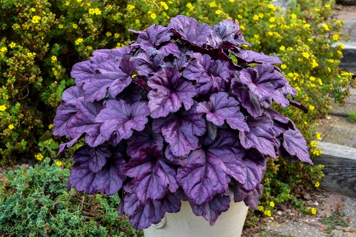 Dolce&reg; 'Wildberry' - Heuchera (Coral Bells) from Milmont Greenhouses
